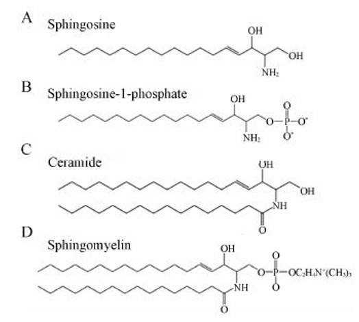 Structure of key sphingolipid molecules