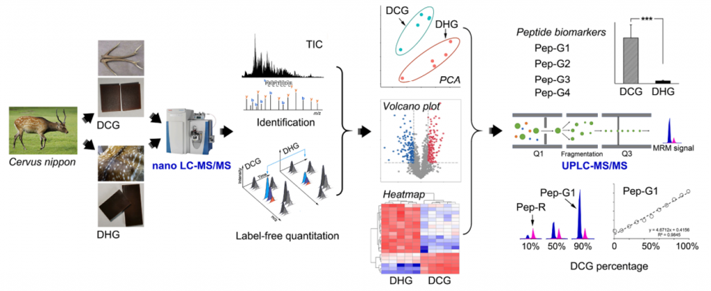 Analytical scheme for peptide biomarkers identification in DCG and DHG.