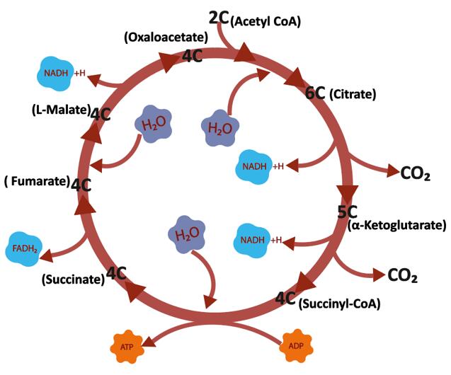 TCA Cycle