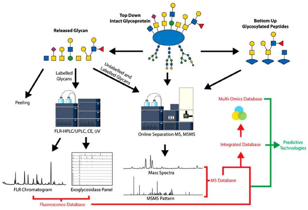 O-Glycan Analysis: Understanding the Importance of Glycosylation in Protein Function