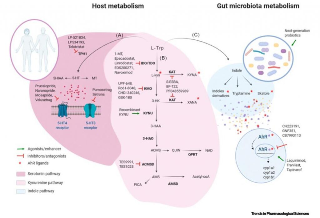 L-Trp Metabolism and Pharmacological Targets