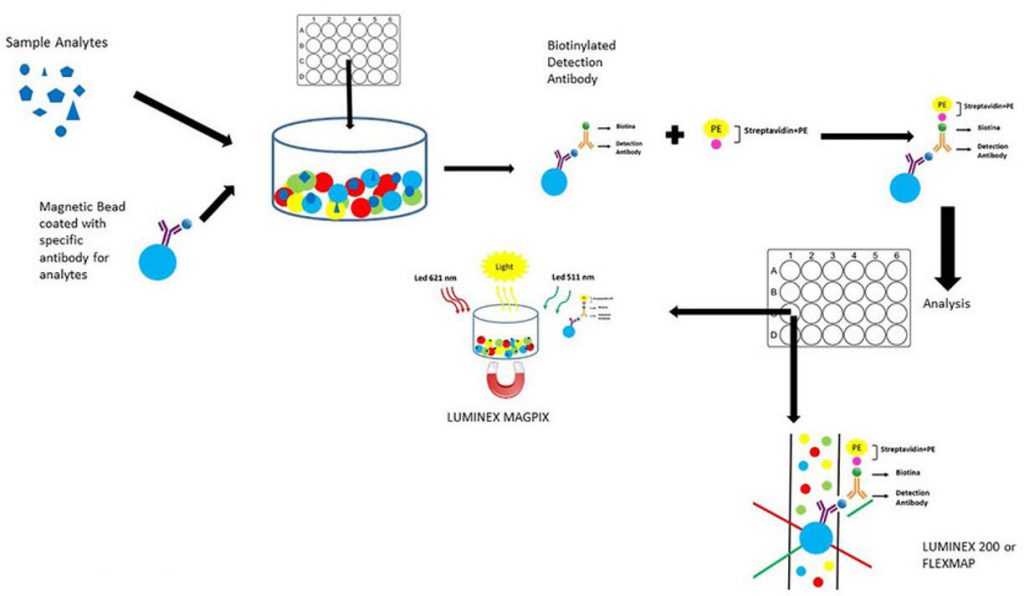 Luminex Assay Principle