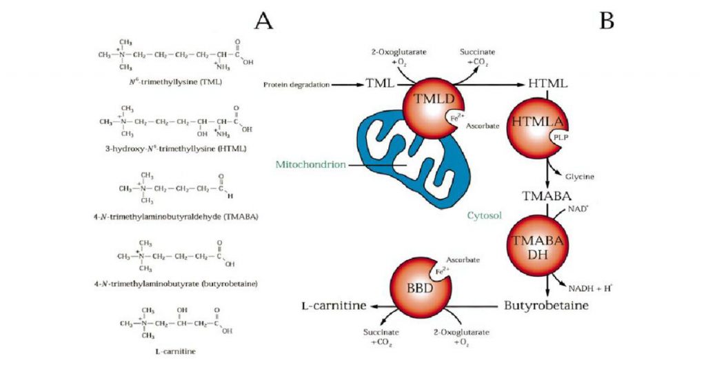 The carnitine biosynthesis pathway