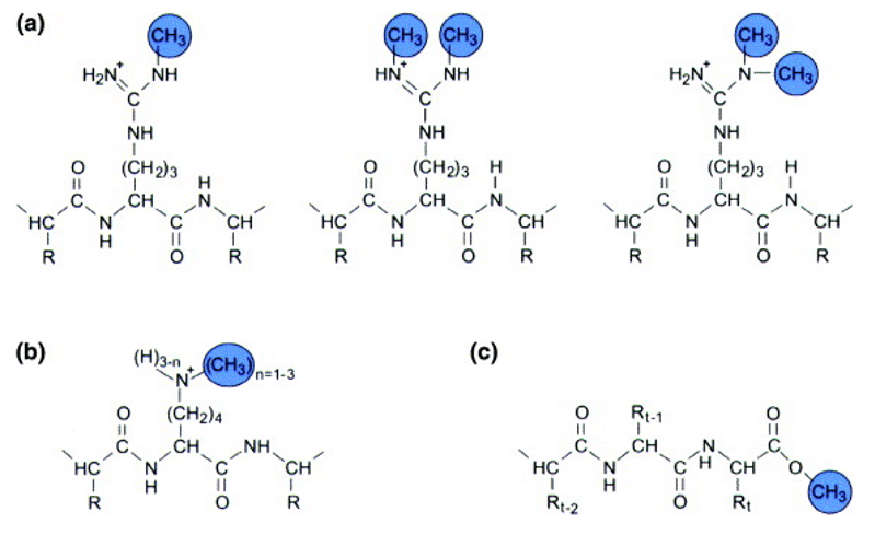 The methylation of amino acid constituents of proteins