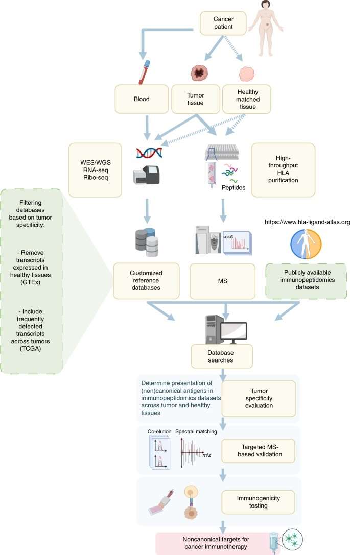 Immunopeptidomics analysis and neoantigen discovery analysis strategy based on high precision mass spectrometry