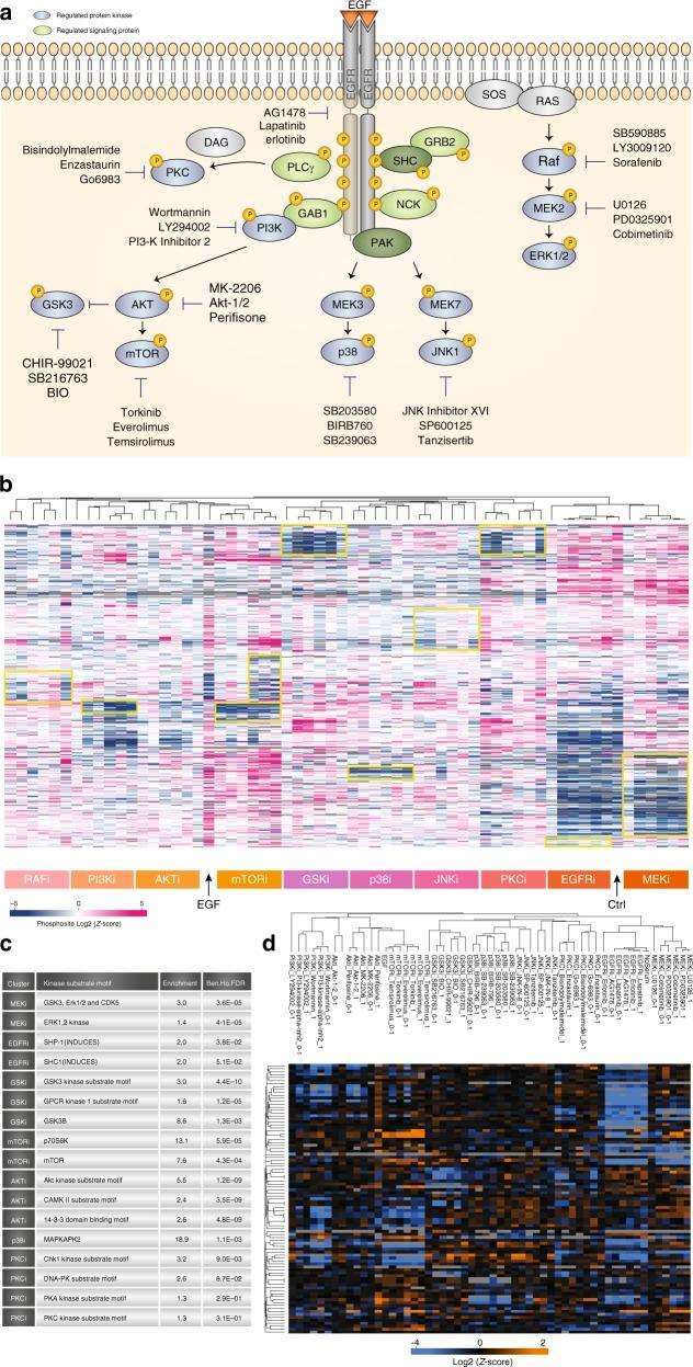 Kinase Inhibitor Screening