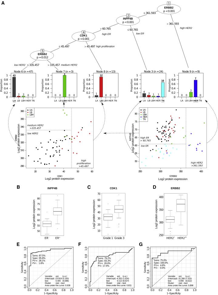 Classification of breast cancer patients based on tumor tissue protein levels.