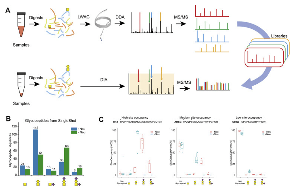 Overview of the Glyco-DIA strategy.