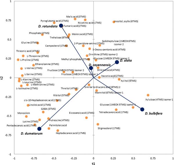 A reduced PLS-DA model classifies species based on leaf and tuber metabolite profiles.