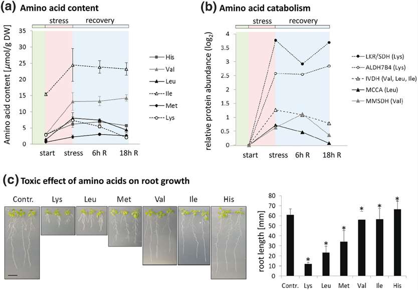 Rapid degradation of toxic amino acids during PEG stress and stress release