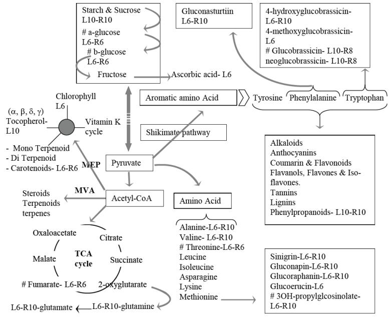 Change in metabolite quantities during plant growth.