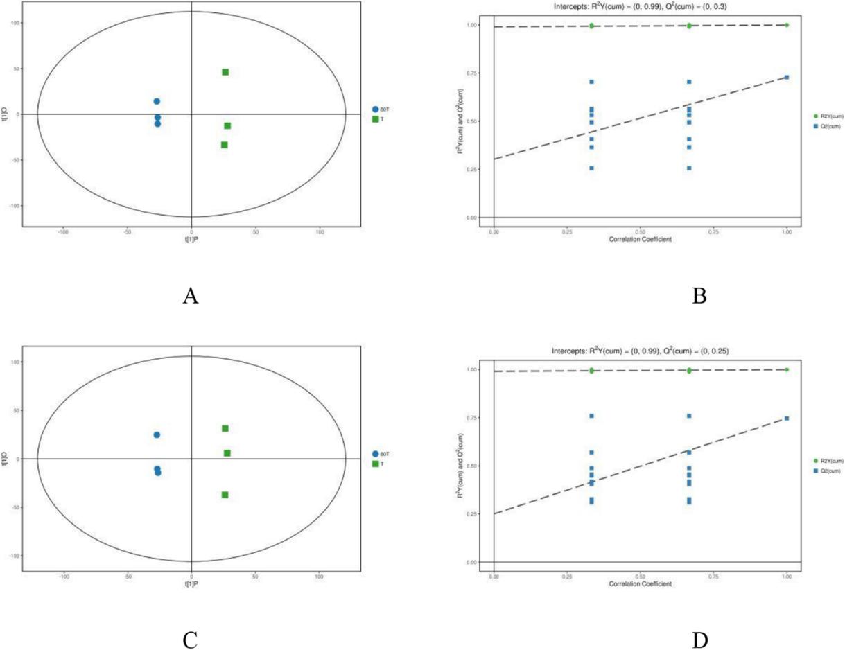 OPLS-DA models based on the non-target metabolomics for the data from positive (a, b) and negative (c, d) ionization modes for the tea samples of 80 T (intercropping) vs. T (monoculture)