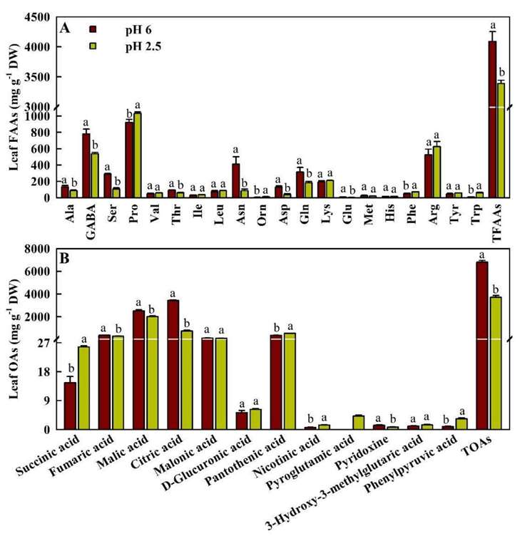 Concentrations of FAAs and OAs in Leaves.