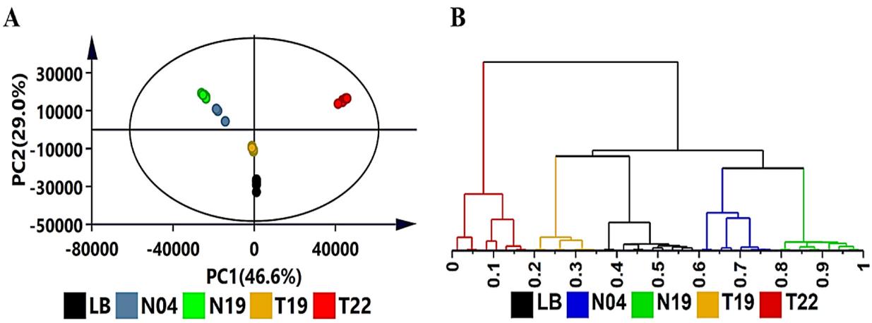 Exploratory data analysis of volatile organic compounds produced by the four PGPR strains (N19, N04, T19, T22) with unsupervised chemometric methods.