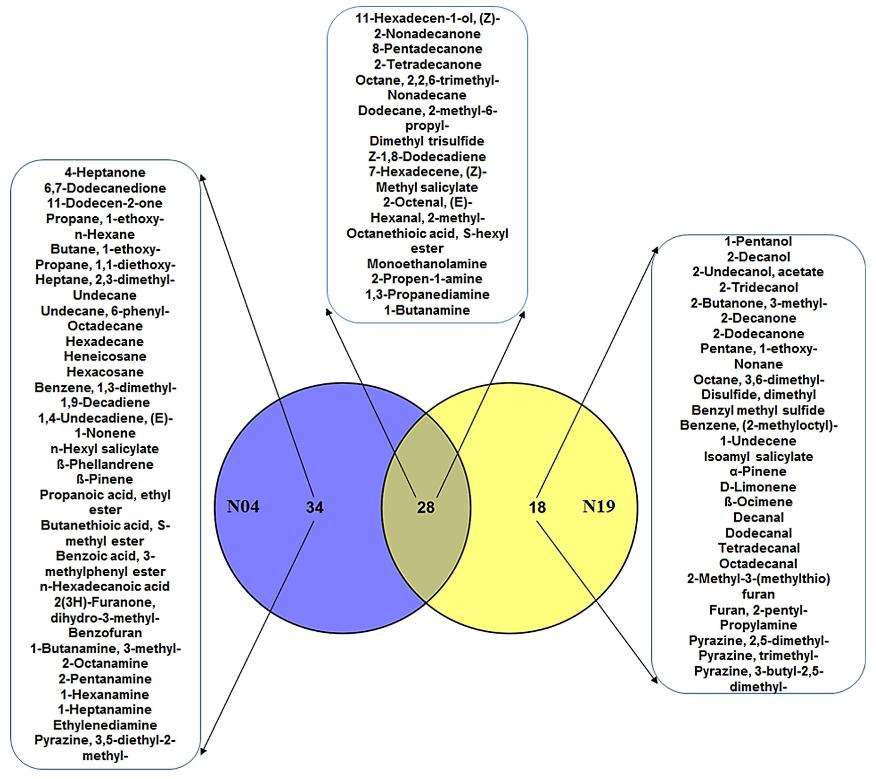 Venn diagram comparing the volatile organic compounds of the two Pseudomonas strains.