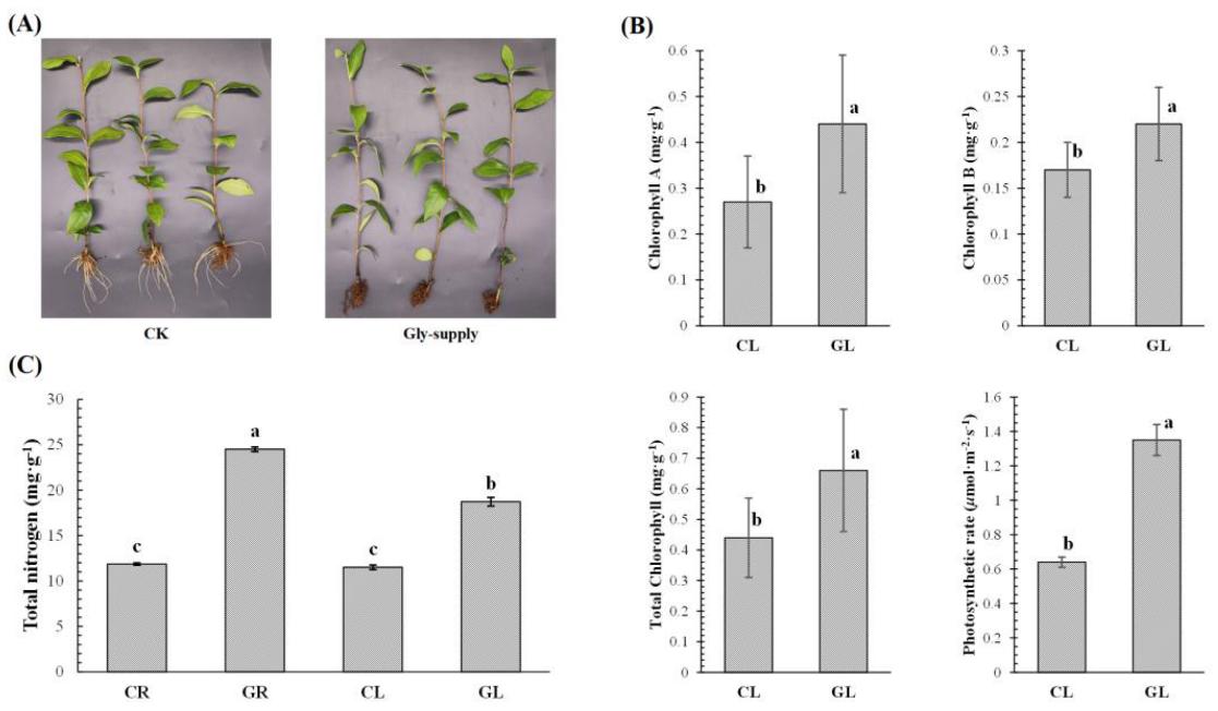 Figure 1 Phenotype and physiological indices of tea plants in response to glycine