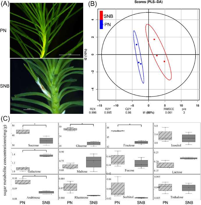 Appearance of PN and SNB seedlings and identification of differential sugar metabolites.