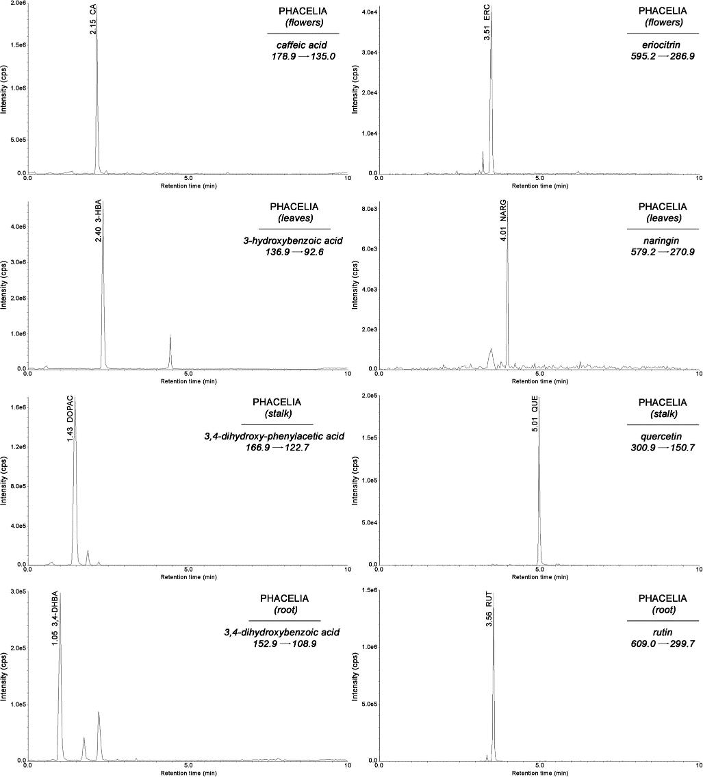 Representative MRM chromatograms of selected phenolic acids and flavonoids analyzed in extracts of phacelia flowers, leaves, stalks, and roots