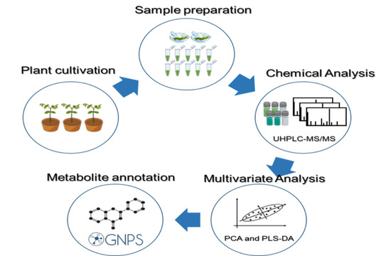 Plant Untargeted Metabolomics Analysis