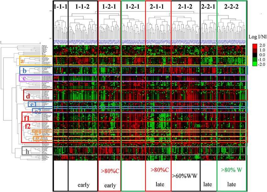 Unsupervised hierarchical clustering of metabolites and cultivars affected by drought