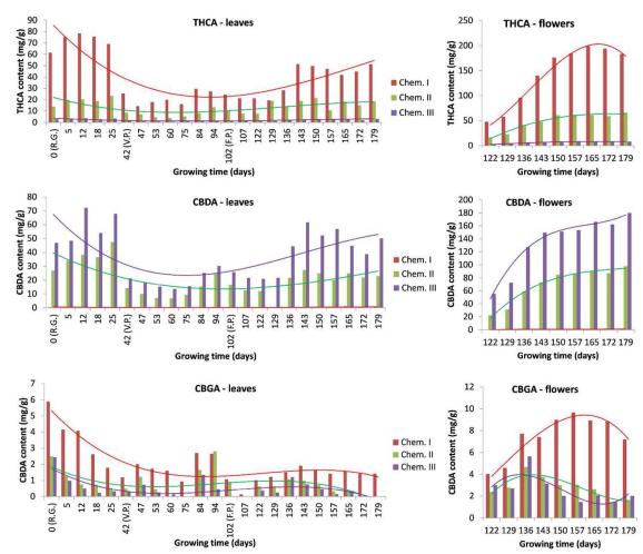 Evolution of the THCA, CBDA, and CBGA content in leaves and flowers during the growth of plants from chemotypes I, II, and III