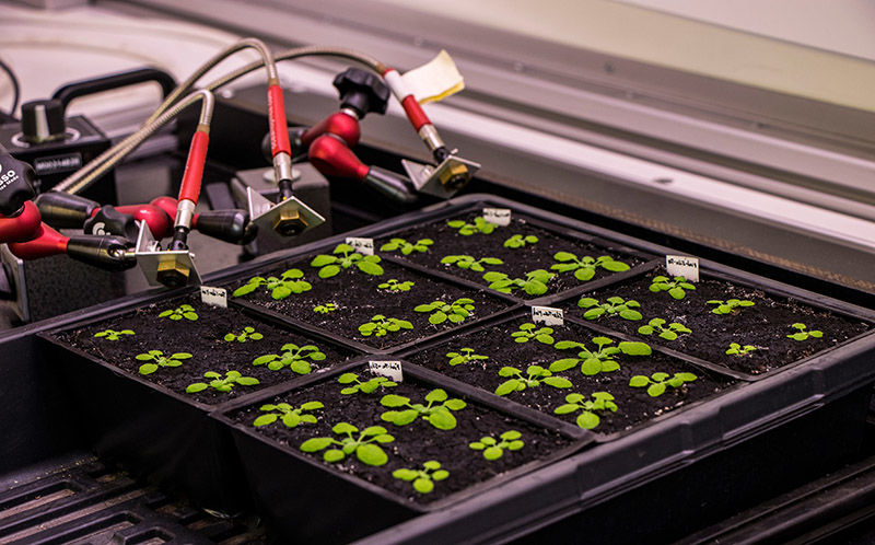 Arabidopsis Thaliana Metabolomics