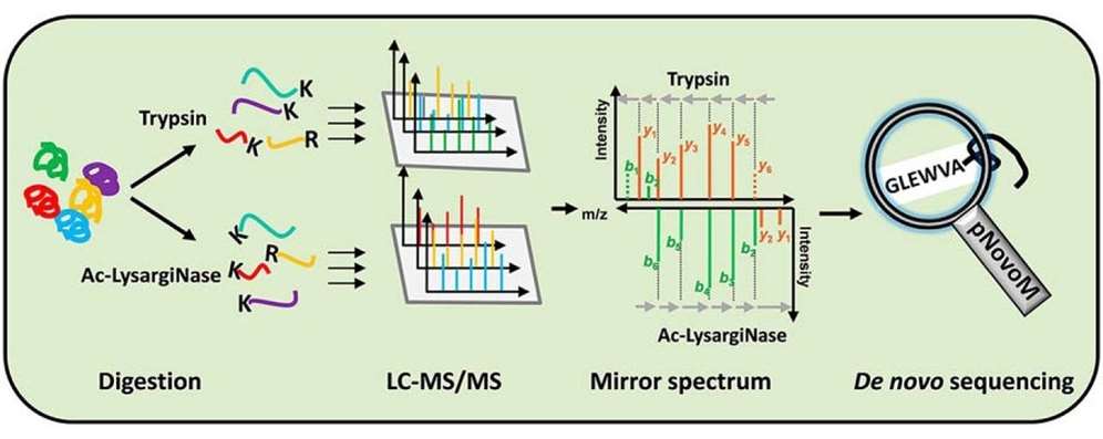 De Novo Peptide Sequencing: Techniques, Principles, and Applications