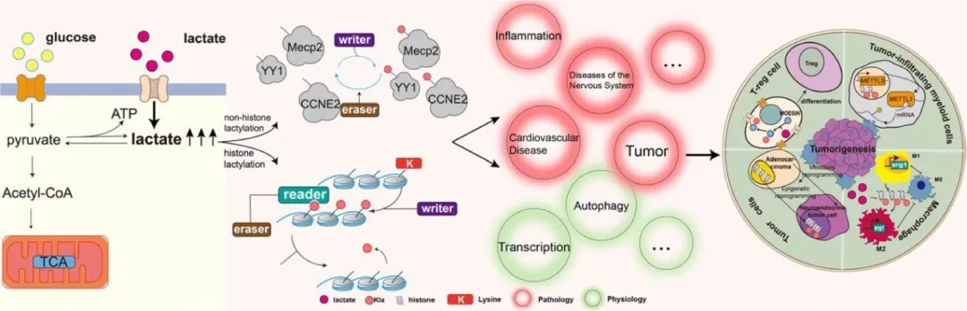 Flowchart detailing lactate synthesis and its implications for lactylation in disease processes.