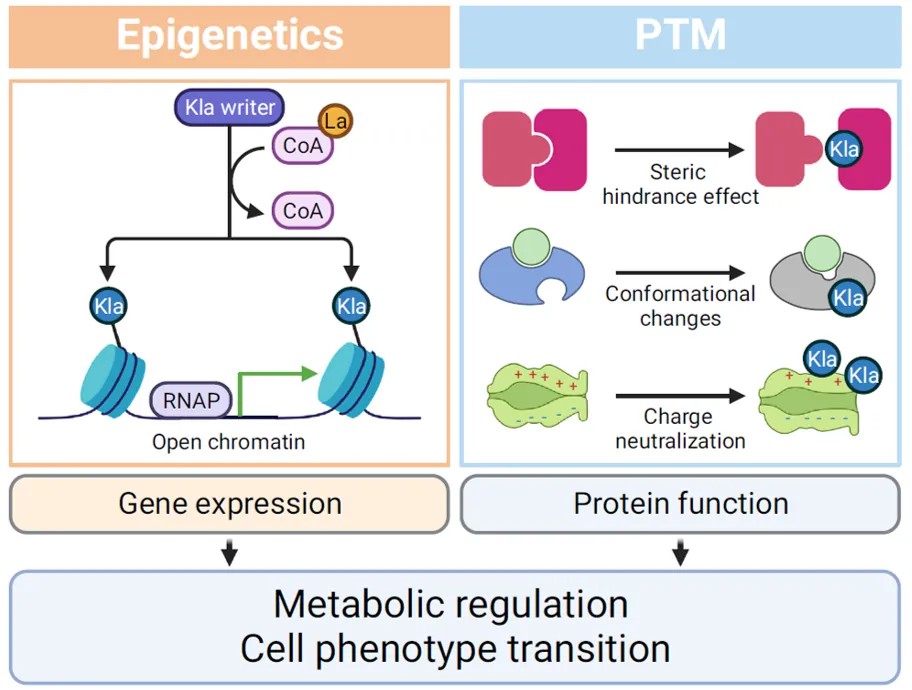 Diagram illustrating the dual functions of lactylation in biological mechanisms.