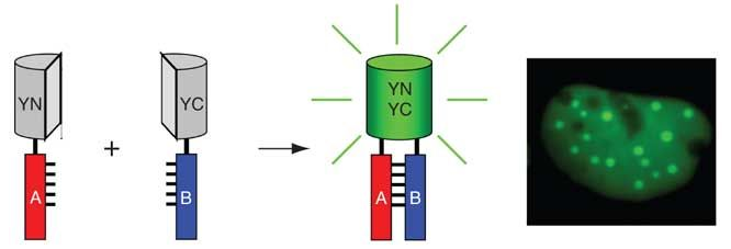 Bimolecular Fluorescence Complementation Service