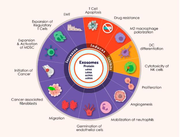 Fig. 1 The schematic figure represents the functional abilities of exosomes that may be involved in various cellular processes during breast carcinogenesis.