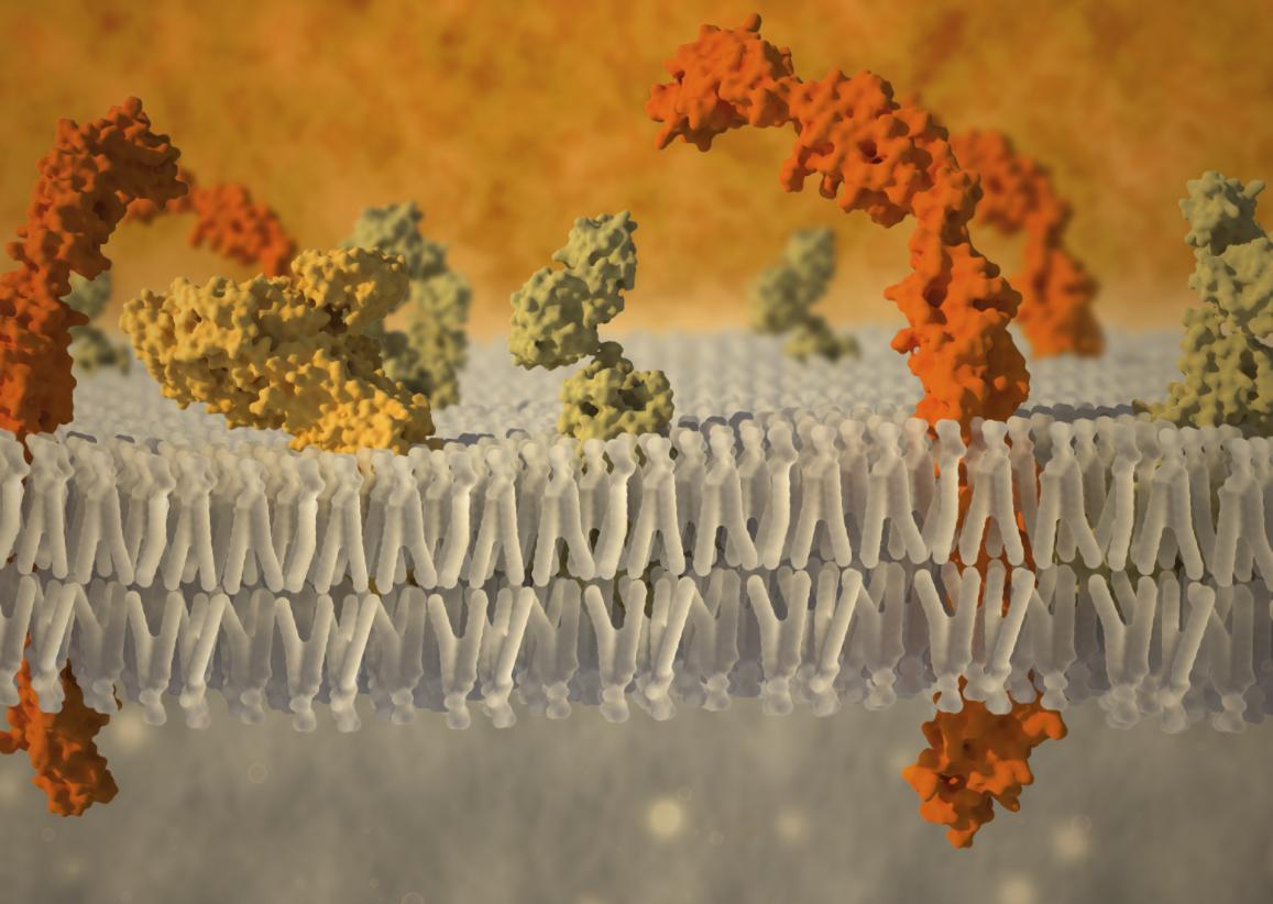 Cell Membrane Transient Interaction Detection