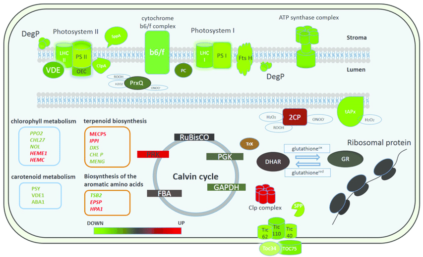 Chloroplast Analysis Services