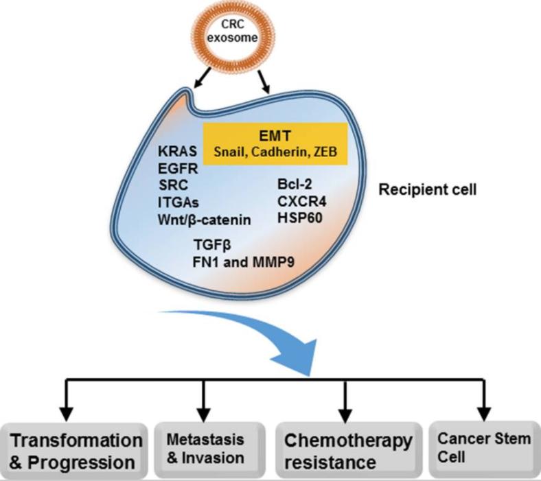 Fig. 1 Multiple roles of exosomes in CRC.