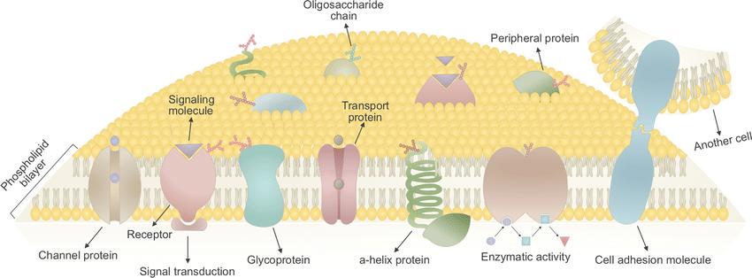 Schematic representation of plasma membrane and its associated membrane proteins