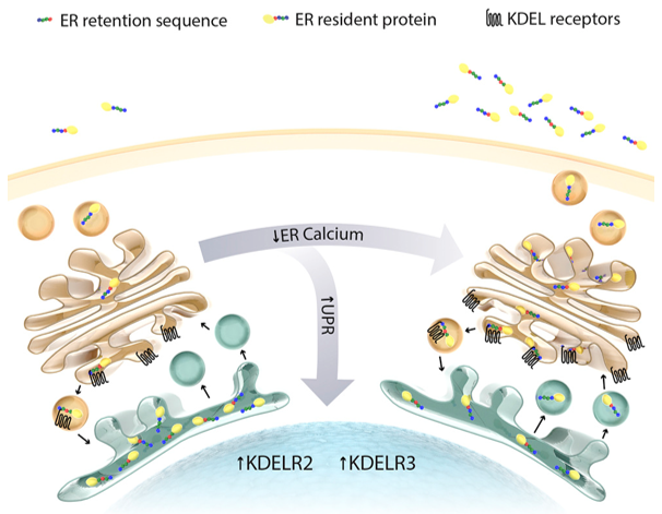 Endoplasmic Reticulum Analysis Services