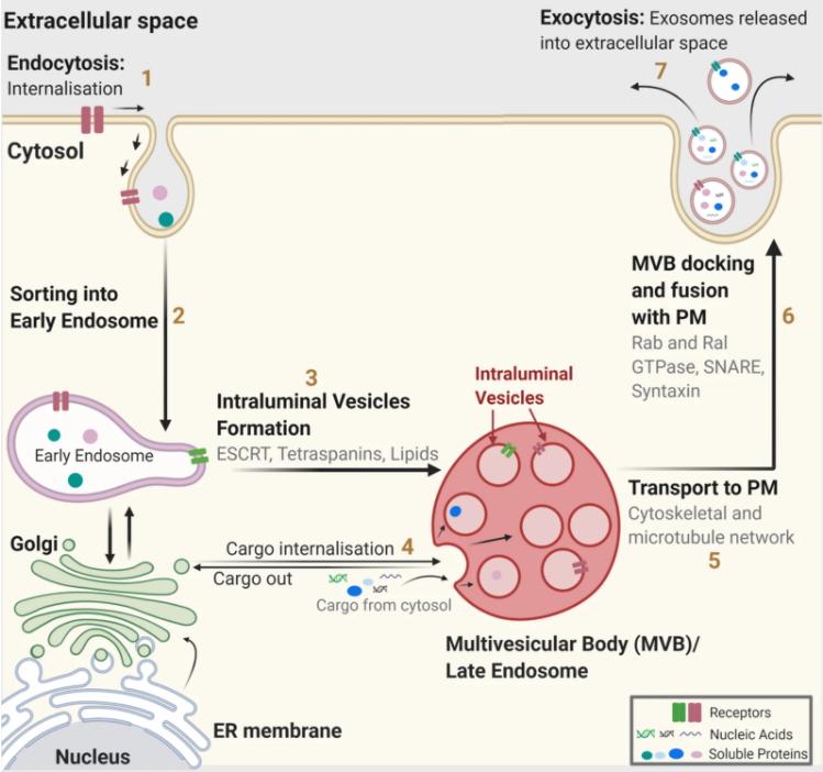 Fig. 1 Exosome biogenesis.