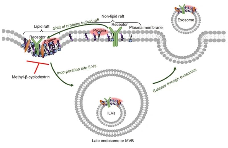 Fig. 1 Lipid raft-mediated cargo loading into exosomes.