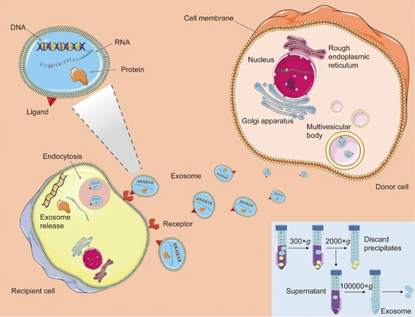 Fig. 1 Exosome generation, secretion and cargo transfer from the donor cells to the recipient cells.