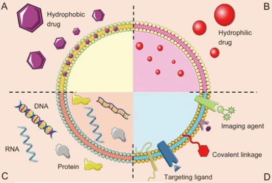 Fig. 1 Schematic representation of the different types of exosomes drug delivery systems.