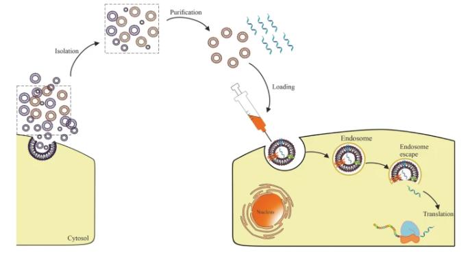 Fig. 1 mRNA-encapsulated exosomes.