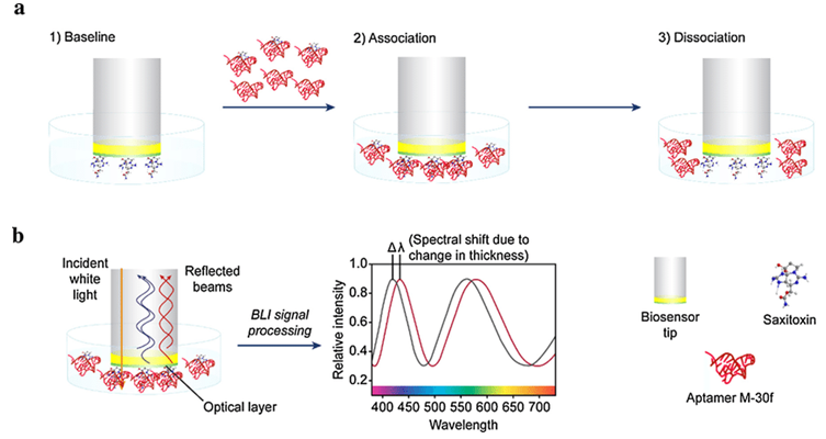 Fortebio Octet Molecular Interaction Analysis Service 