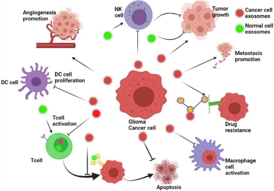 Fig. 1 The roles of exosomes in glioma's development.