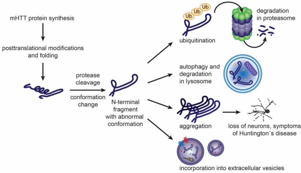 Fig. 1 Formation of mHTT toxic species and cellular mechanisms to handle them.