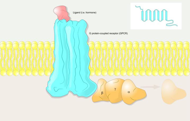 Ligand Discovery for Membrane Proteins