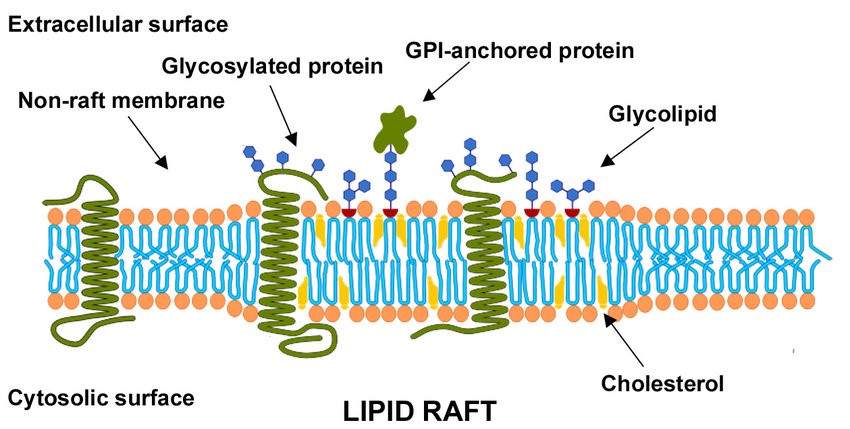 Membrane Lipidomics Service