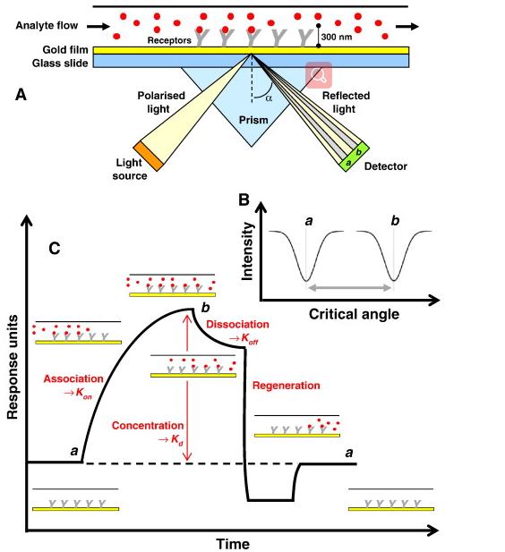 Fig. 1 Schematic illustration of the basic SPR experiment for measuring the binding of an analyte molecule to a receptor molecule.