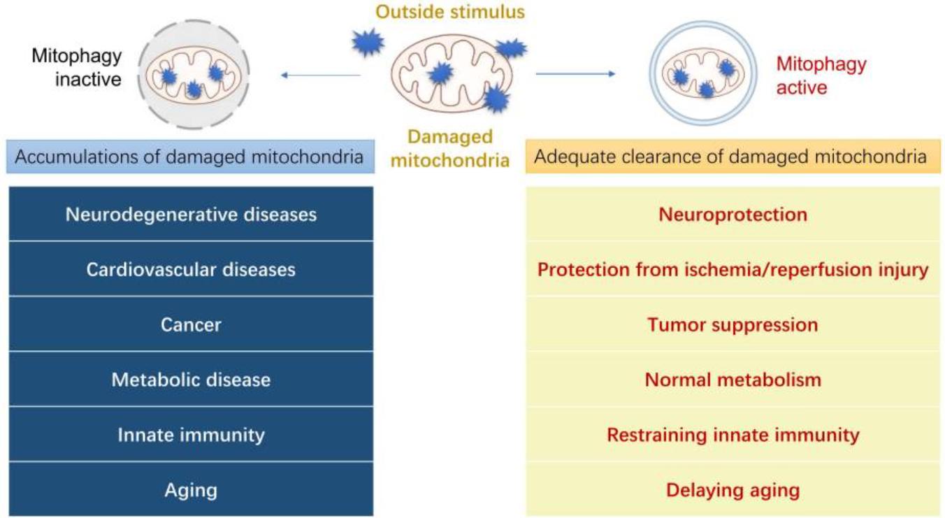 Fig.1 Physiological functions of mitophagy in human diseases.