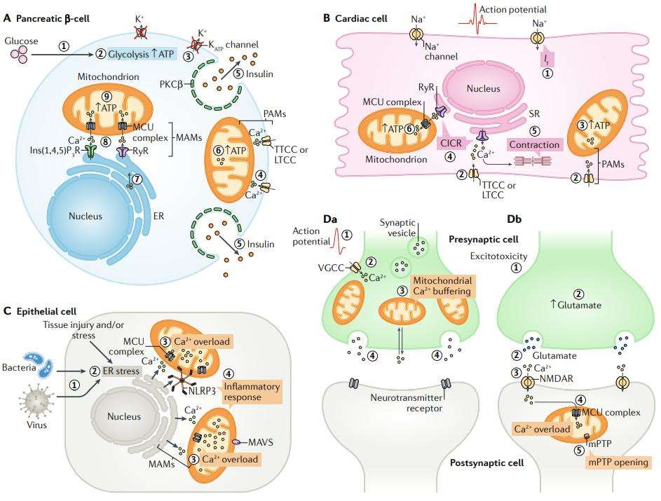 Fig. 1 Role of mitochondrial Ca2+ in pathophysiological processes.