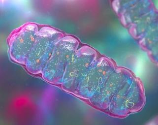 Mitochondrial Lipidomic Analysis